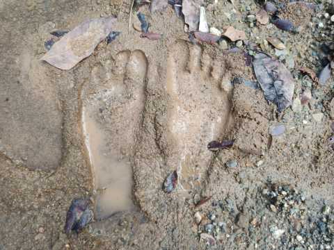 Barefoot in Mud Footprints
