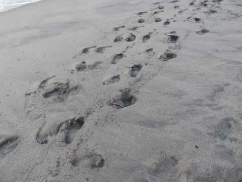 Barefoot in Sand Footprints